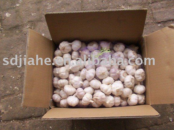 fresh garlic,Chinese garlic