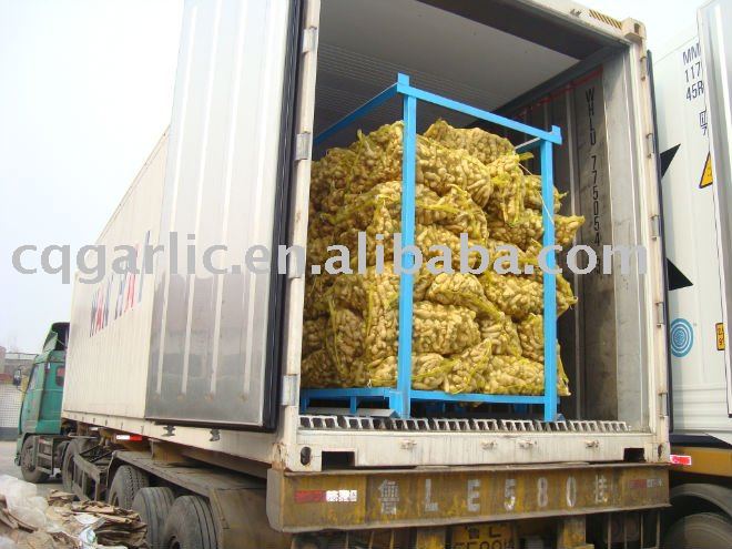 2011 New  Washed   Fresh   Ginger  for Indonesia market