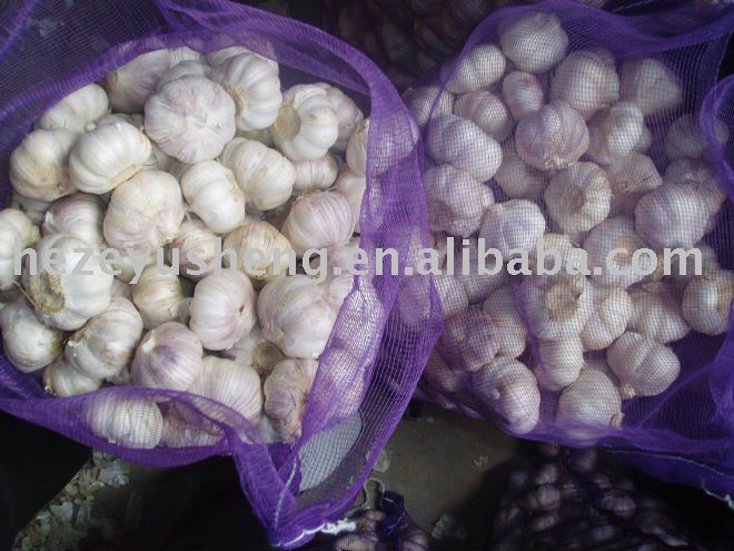 growing low price fresh garlic 2011