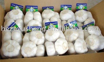 fresh pure garlic in China