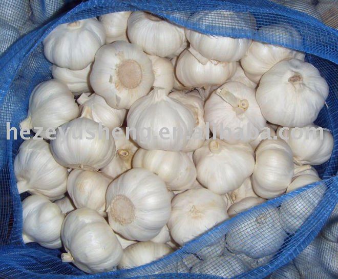 2011 new crop garlic fresh