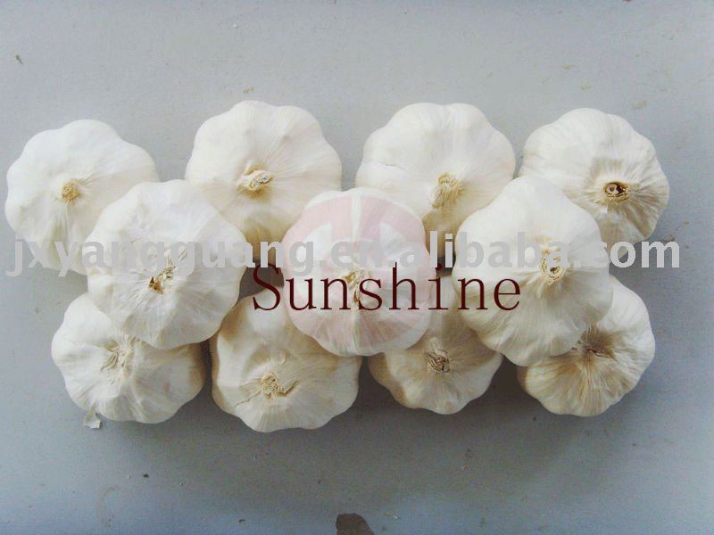 Fresh Top Quality Garlic