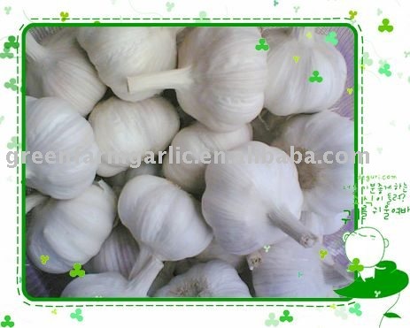 Fresh  Pure  White Garlic in Jinxiang