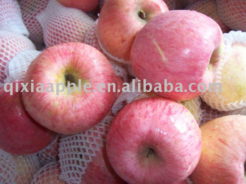 Yantai fresh red fuji apple