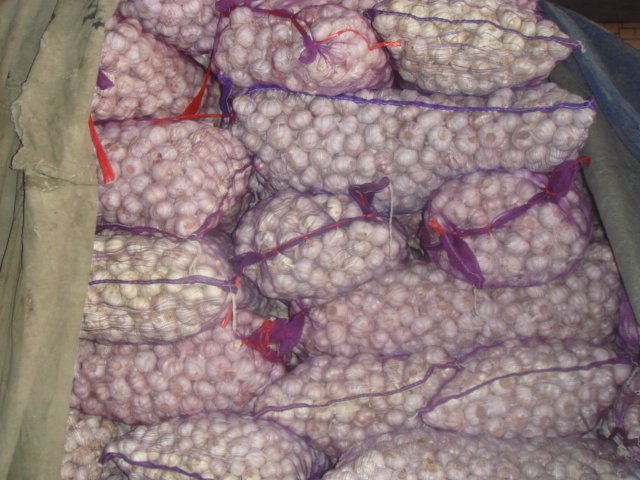 Pubai garlic ,pure white garlic ,ginger