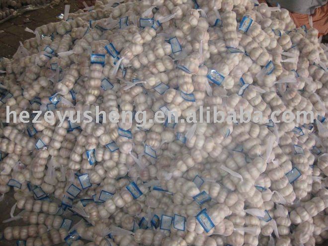 chinese fresh 5kg mesh bag garlic
