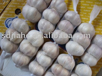 fresh Chinese garlic