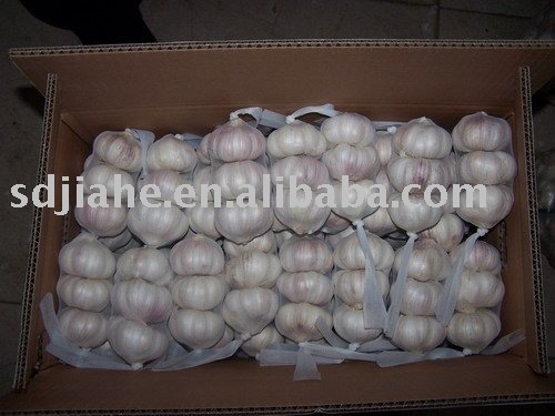 chinese white garlic