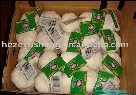 shandong fresh 5kg carton garlic 2011 crop