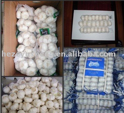 2011 China fresh garlic producer