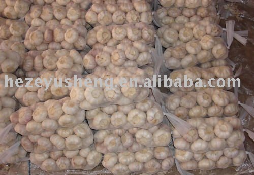 5cm 5.5cm garlic producer
