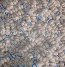 5cm 5.5cm fresh garlic producer