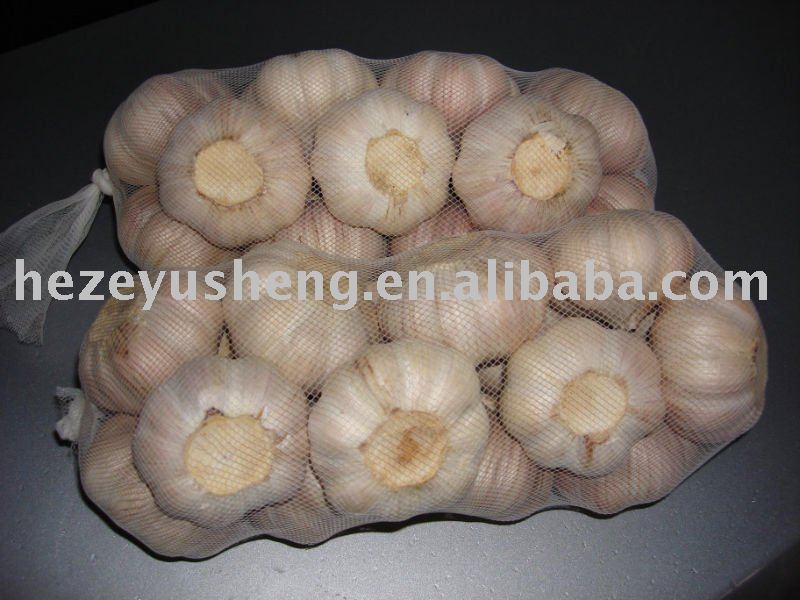 fresh  garlic  producer