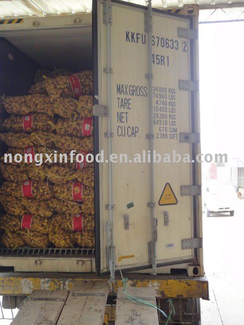CHINESE OLD FRESH GINGER