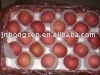 2010 Chinese new crop fresh apple