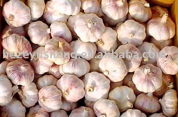shandong 20kg mesh net bags garlic red garlic purple garlic raw garlic