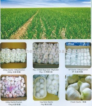 2011 garlic fresh new crop