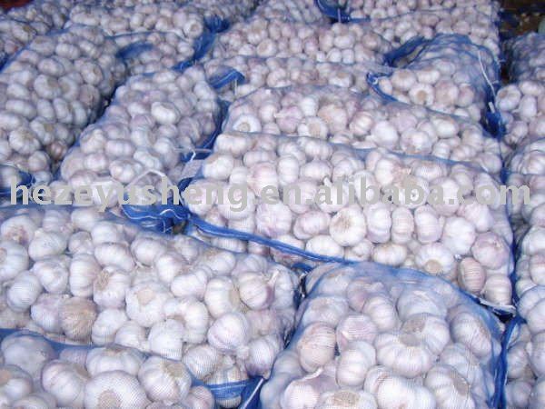 fresh 20kg mesh bag garlic 2011 new crop