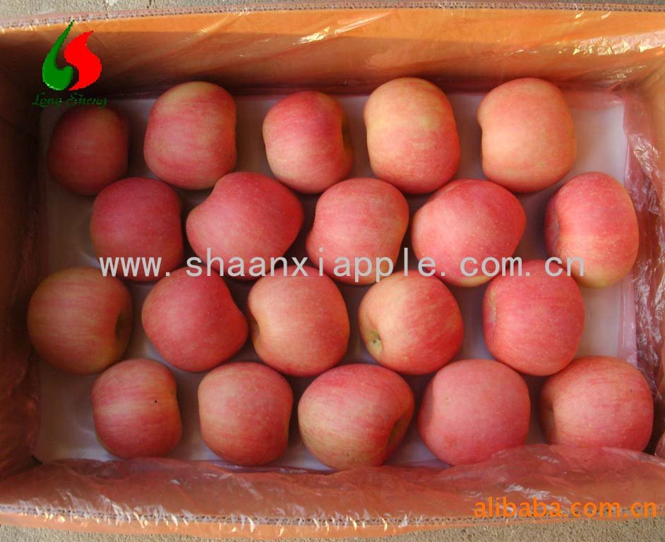 2010 Shaanxi red fuji apple