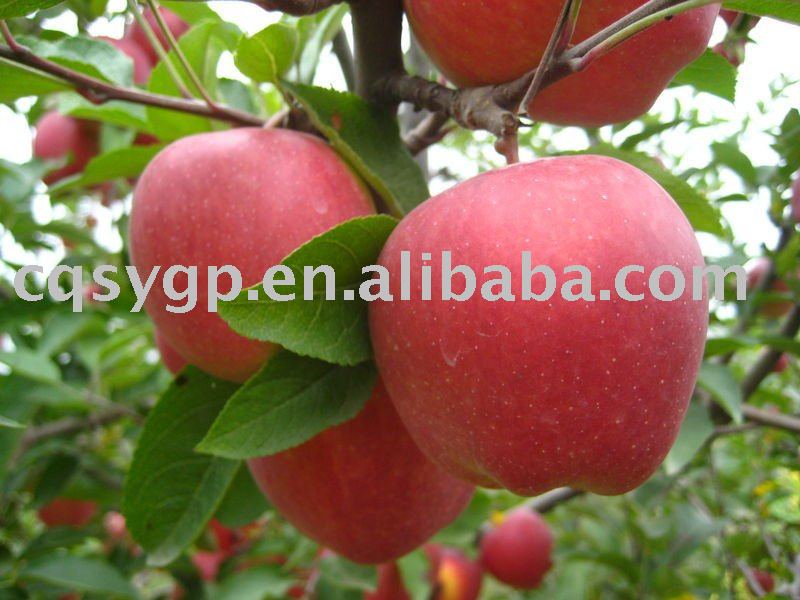  honey   apple