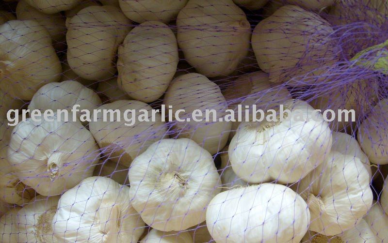 5.5 cm Pure  White Garlic Packed in Mesh Bags