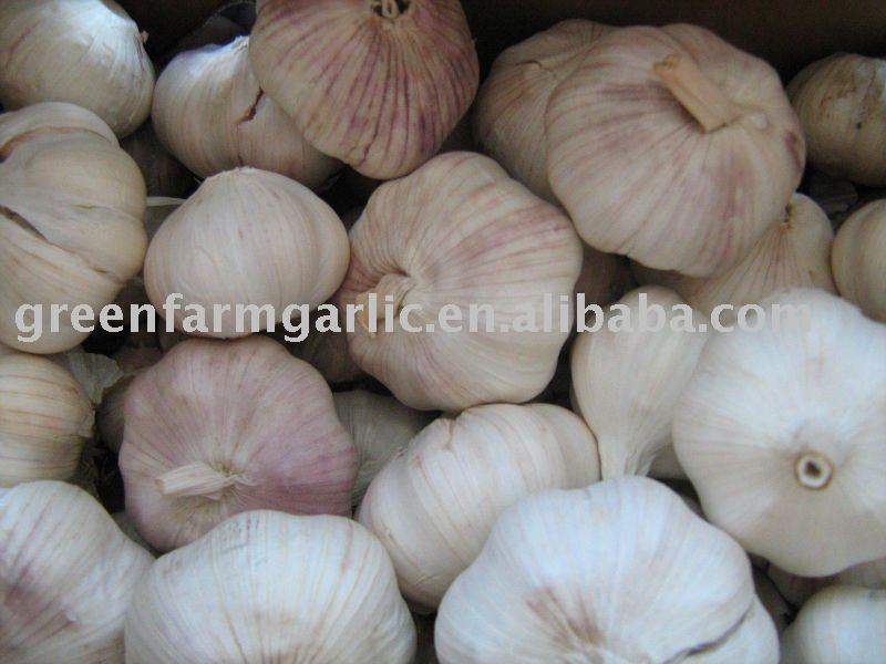 5.5cm  Fresh   Normal   Garlic  in Jinxiang