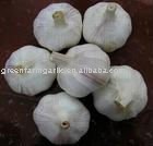 Fresh Normal Garlic in Jinxiang