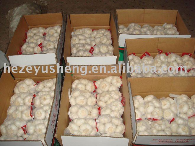 1kg garlic mesh bag in 10kg carton best price 2011