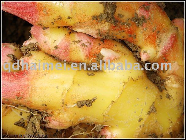 2011 new crop ginger