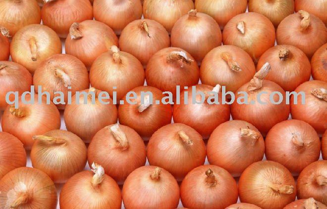 chinese  fresh   vegetable   yellow   onion  2011