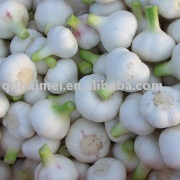 new crop  super   quality   garlic 