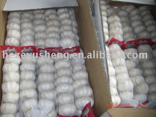 1kg normal garlic 10kg per mesh bag