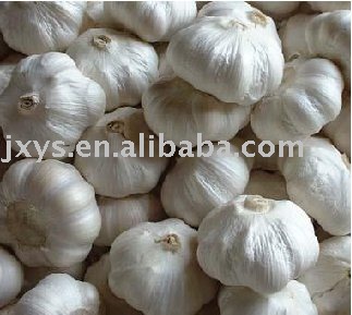 fresh pure white garlic