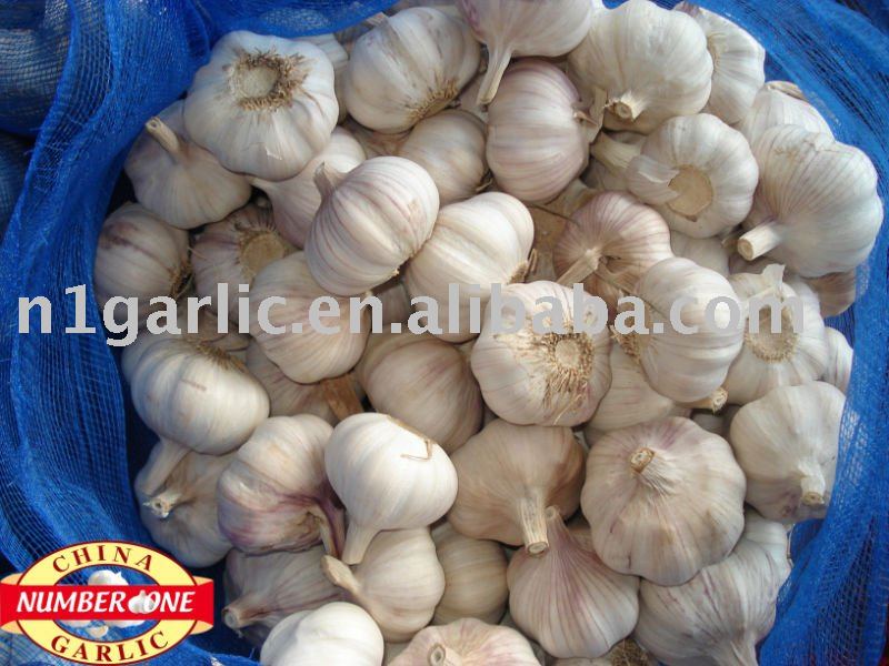 Fresh normal white garlic in bags