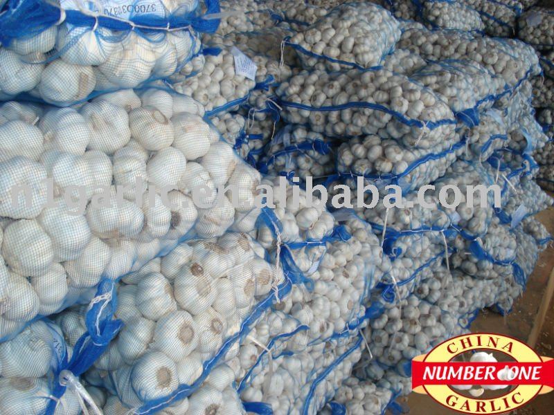 Fresh pure white garlic in bags