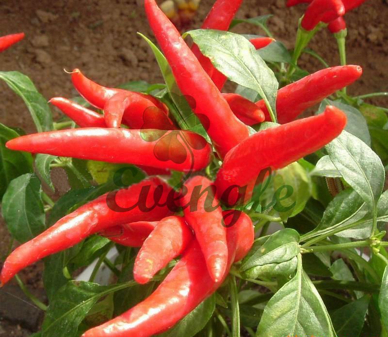Dried Red Chilli/Capsicum Frutescens/High Quality