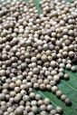 Black pepper