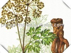 Organic Chinese angelica