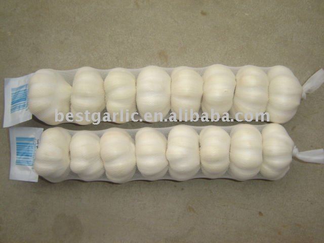 small packed normal/pure white fresh garlic 8pcs/mesh bag