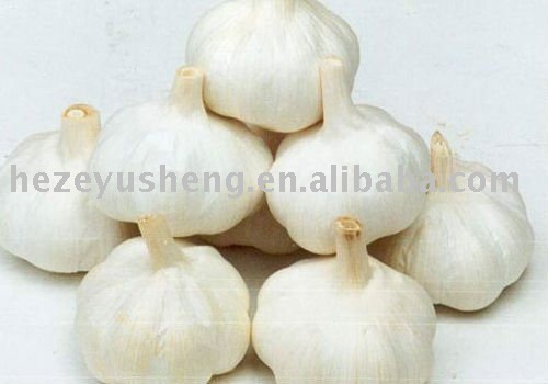 fresh jining white garlic