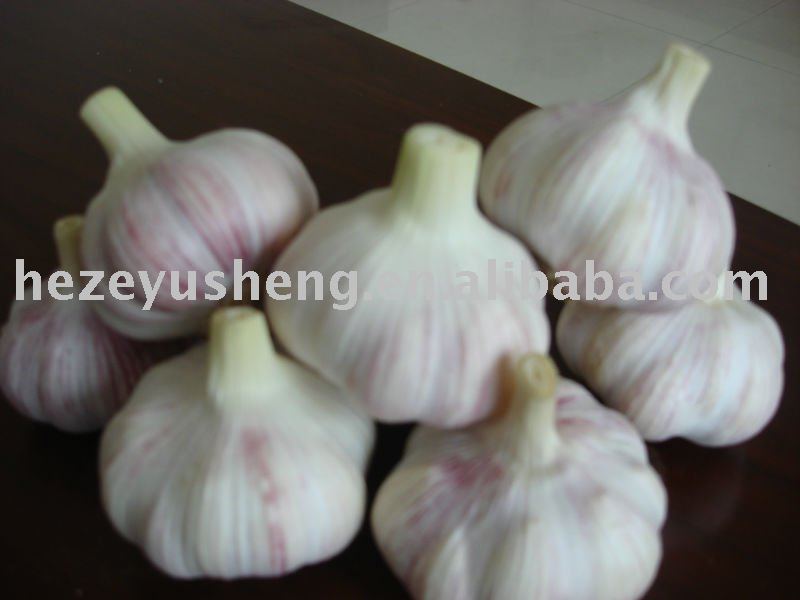 2011 crop garlic