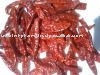 High quality Wrinkled Chillies