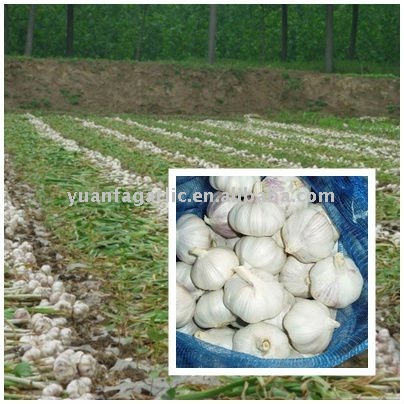 Fresh White Garlic in Mesh Bag Package, MOQ:1*20 FCL