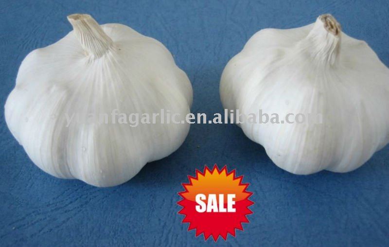 China Garlic in  Mesh   Bag  Package