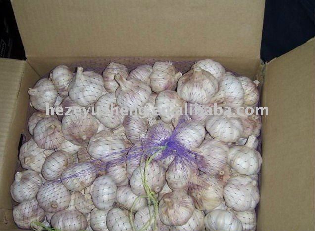normal white garlic approved by GAP 10kg carton packing