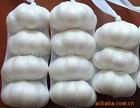 Frsh garlic of   latest   crop  product ion