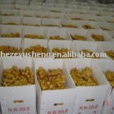 China dired  ginger   mesh  bag carton packaging
