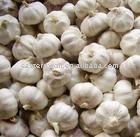 small size new crop garlic packing in mesh bag