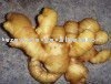  fresh   shandong   ginger 