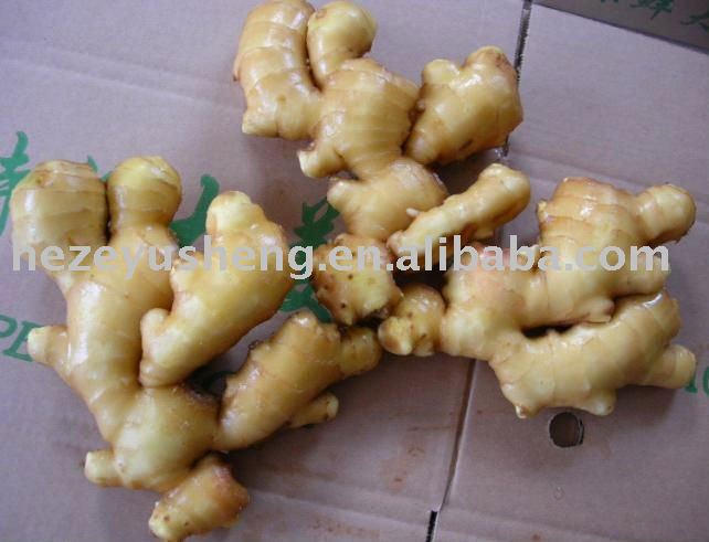 china ginger fresh ginger dried ginger